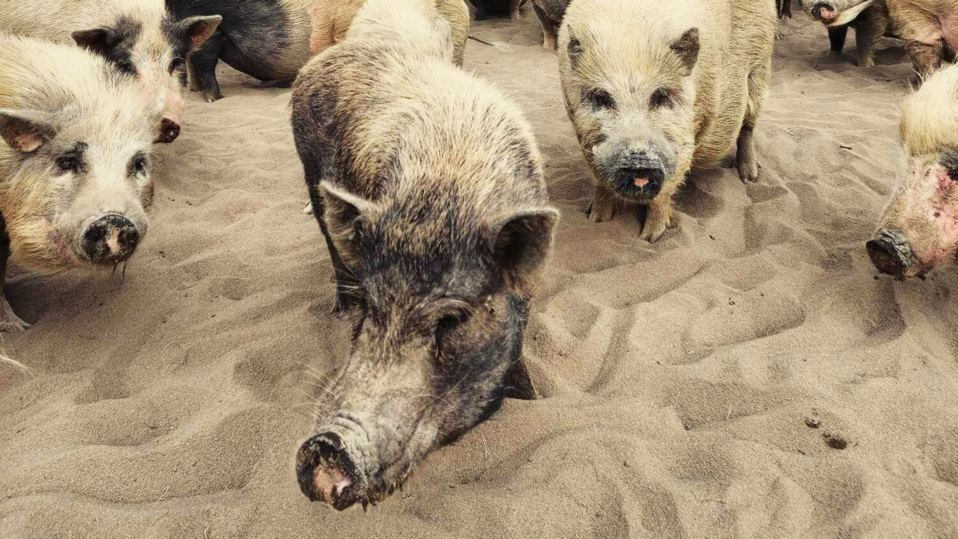 A group of wild boars standing on sandy ground, some looking at the camera.
