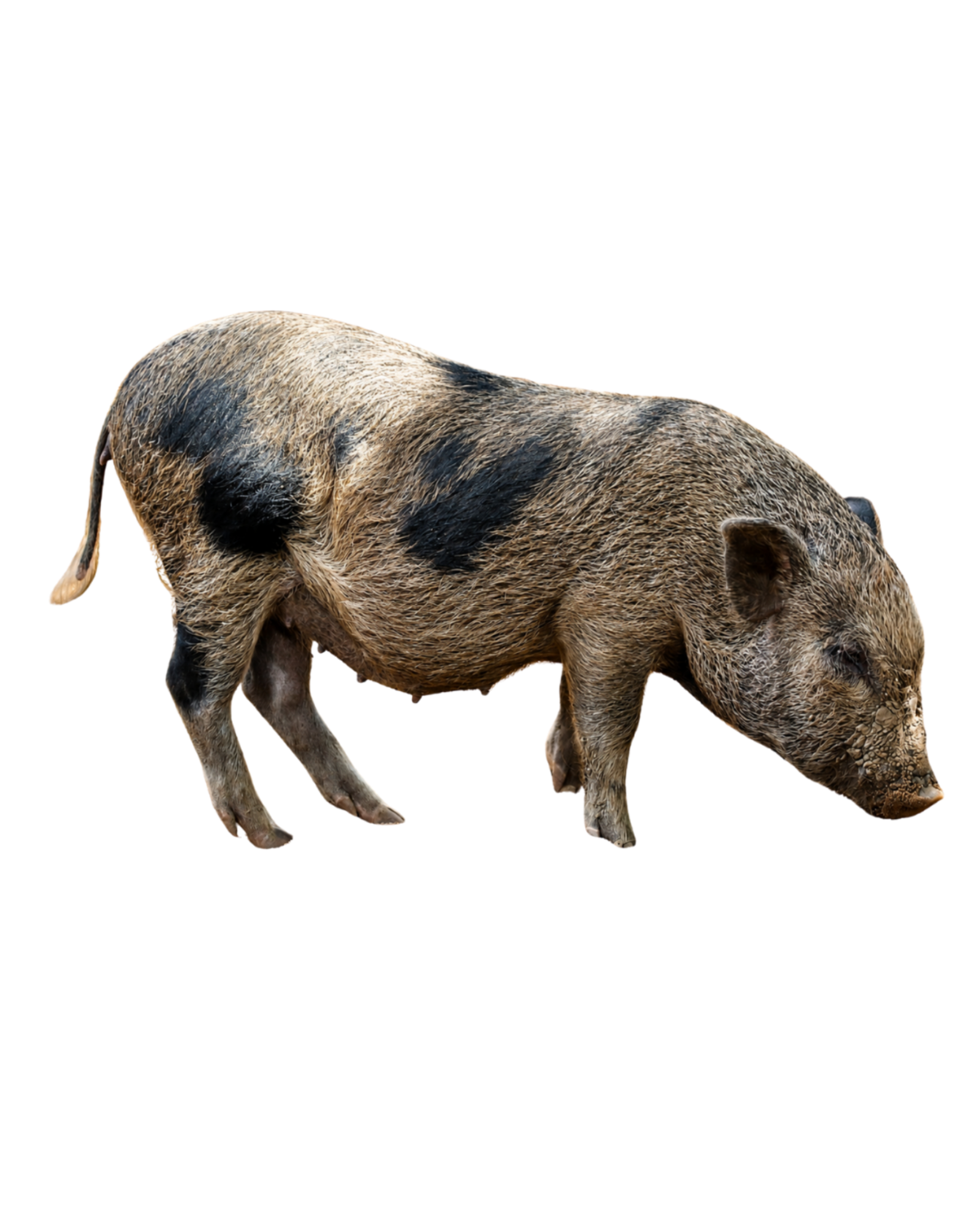 Close-up of a pig with brown and black fur, standing on a plain background.