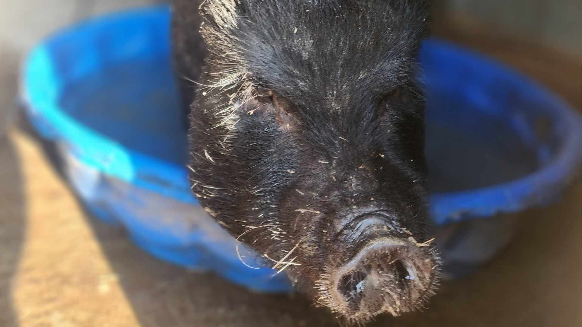 A close-up of a black piglet with some dirt and straw on its face, resting inside a blue container.