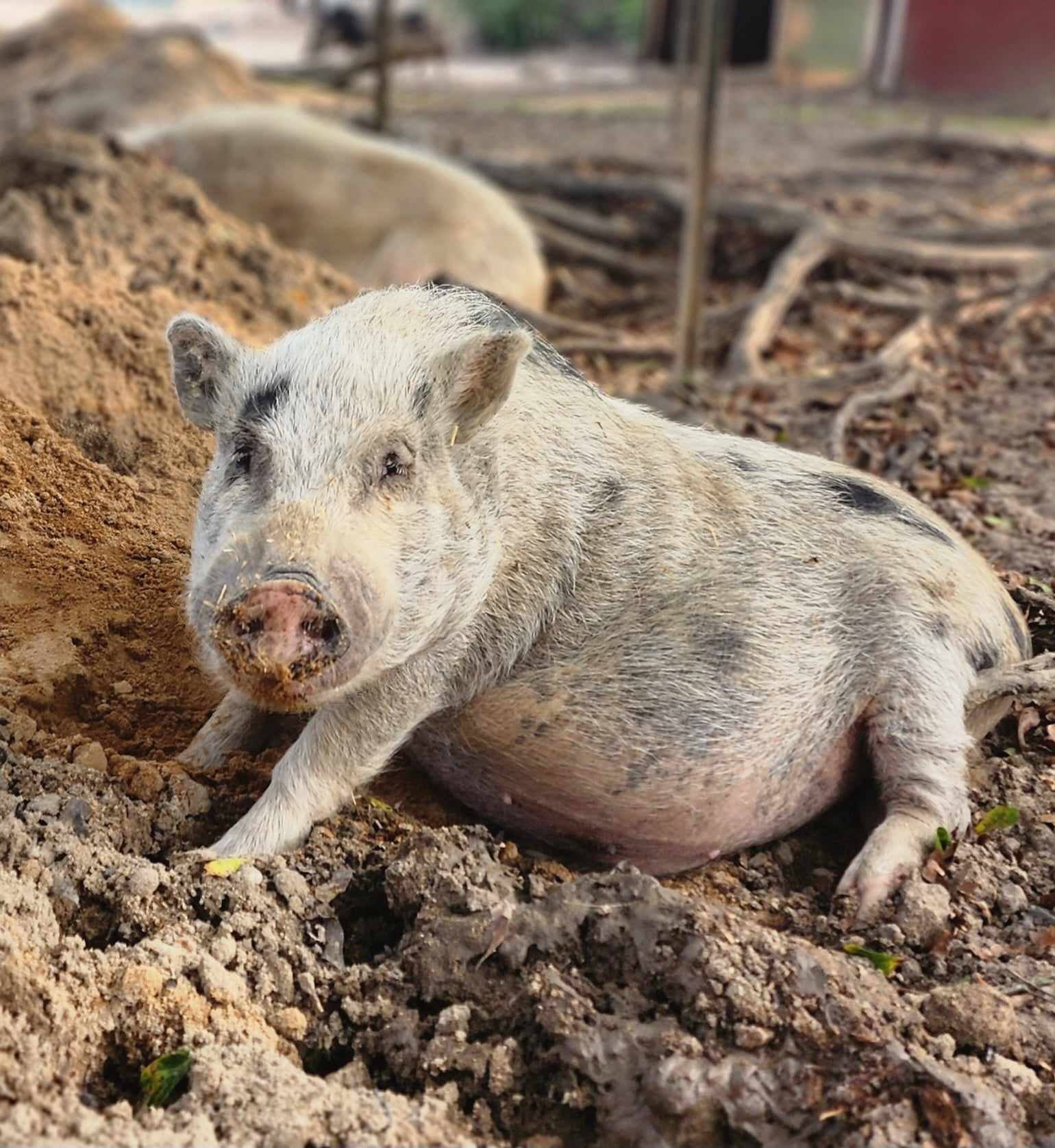 A pig lying in the dirt with patches of mud, surrounded by soil and roots, with another pig in the background.