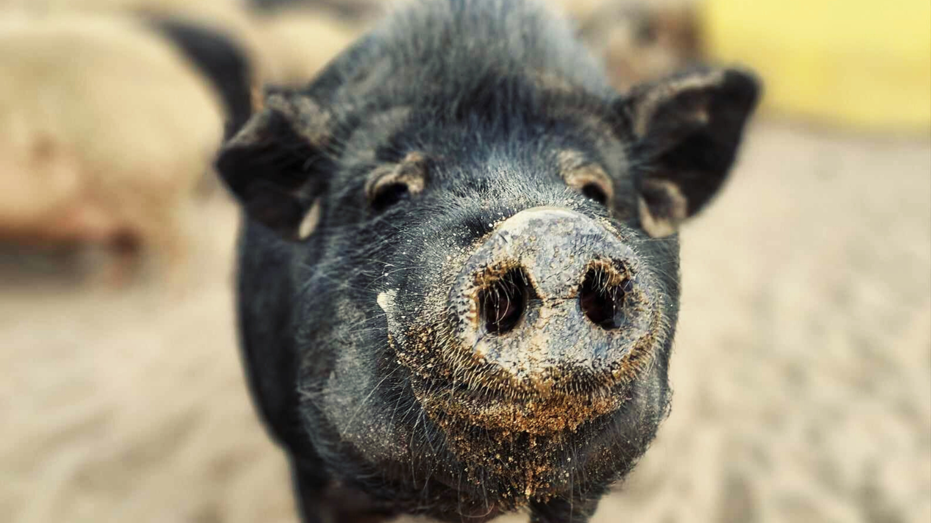 Close-up of a black pig's face with muddy snout and sandy backdrop.