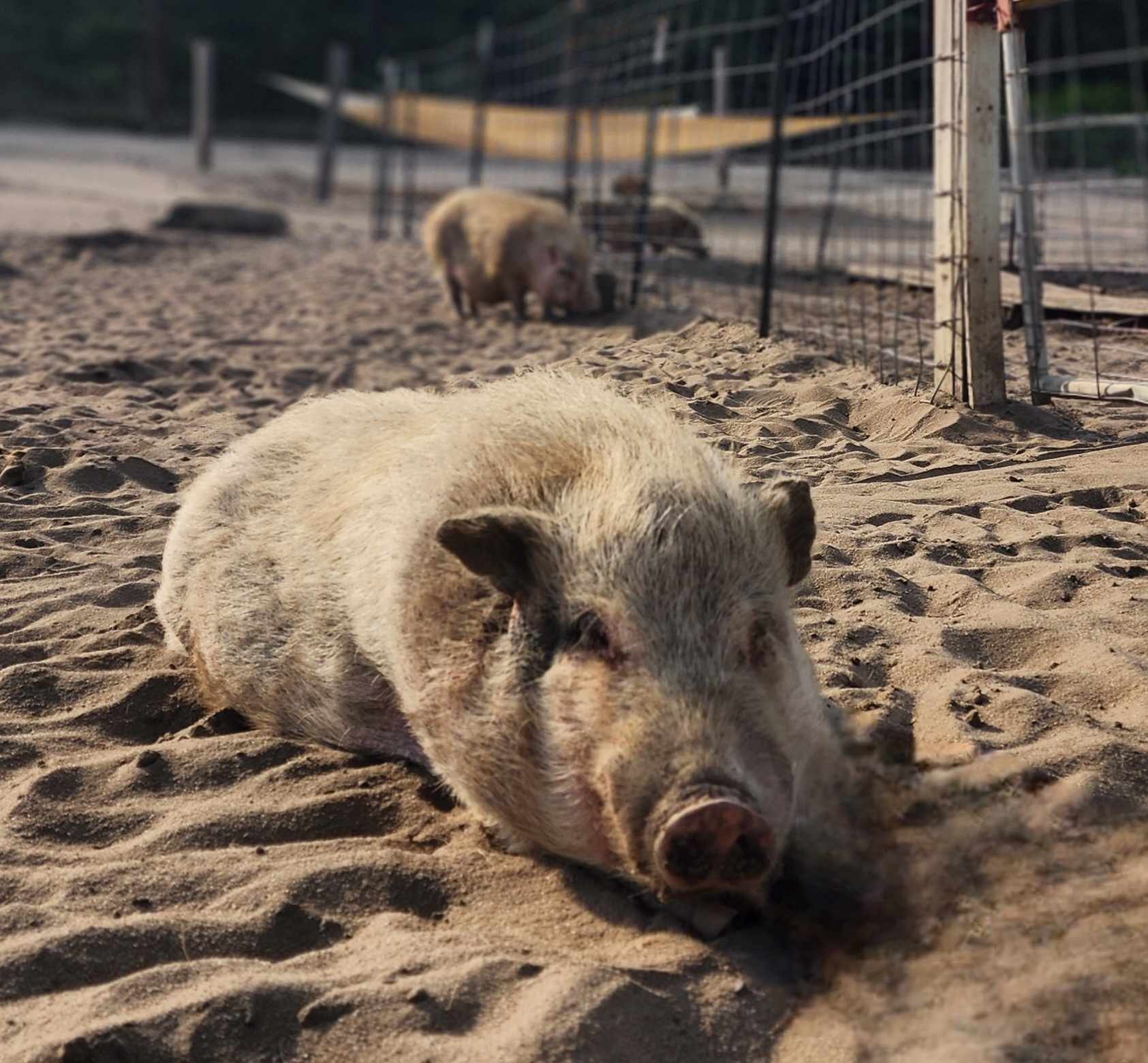 A pig lying down on sandy ground with other pigs in the background near a fenced enclosure.